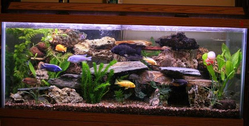 Rated #6: 75 Gallons Freshwater Fish Tank - this is an updated picture of my previous one.  i had to move to my new home, luckly everyone made it here with me.