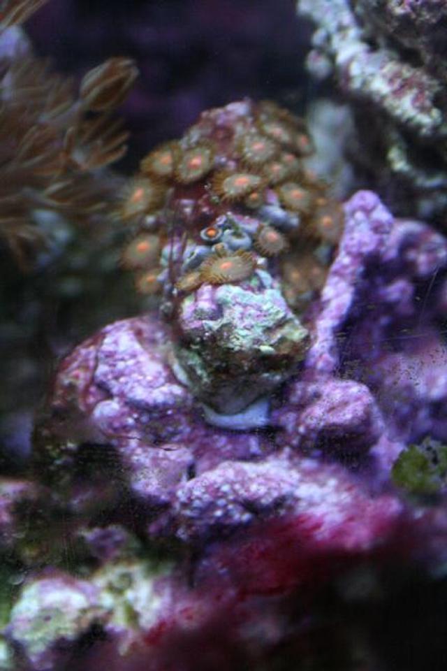 corals inverts - zoanthus sp. - colony polyp, orange spot stocking in 75 gallons tank - polyp