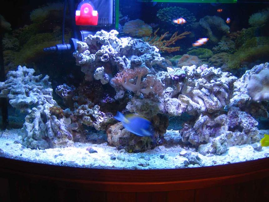 Rated #145: 46 Gallons Reef Tank - My first pics