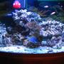 46 gallons reef tank (mostly live coral and fish) - My first pics