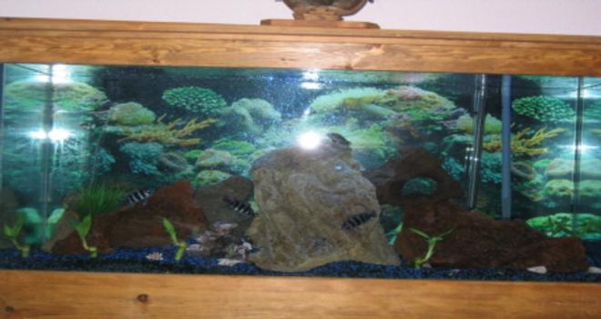 90 gallons freshwater fish tank (mostly fish and non-living decorations) - freshwater