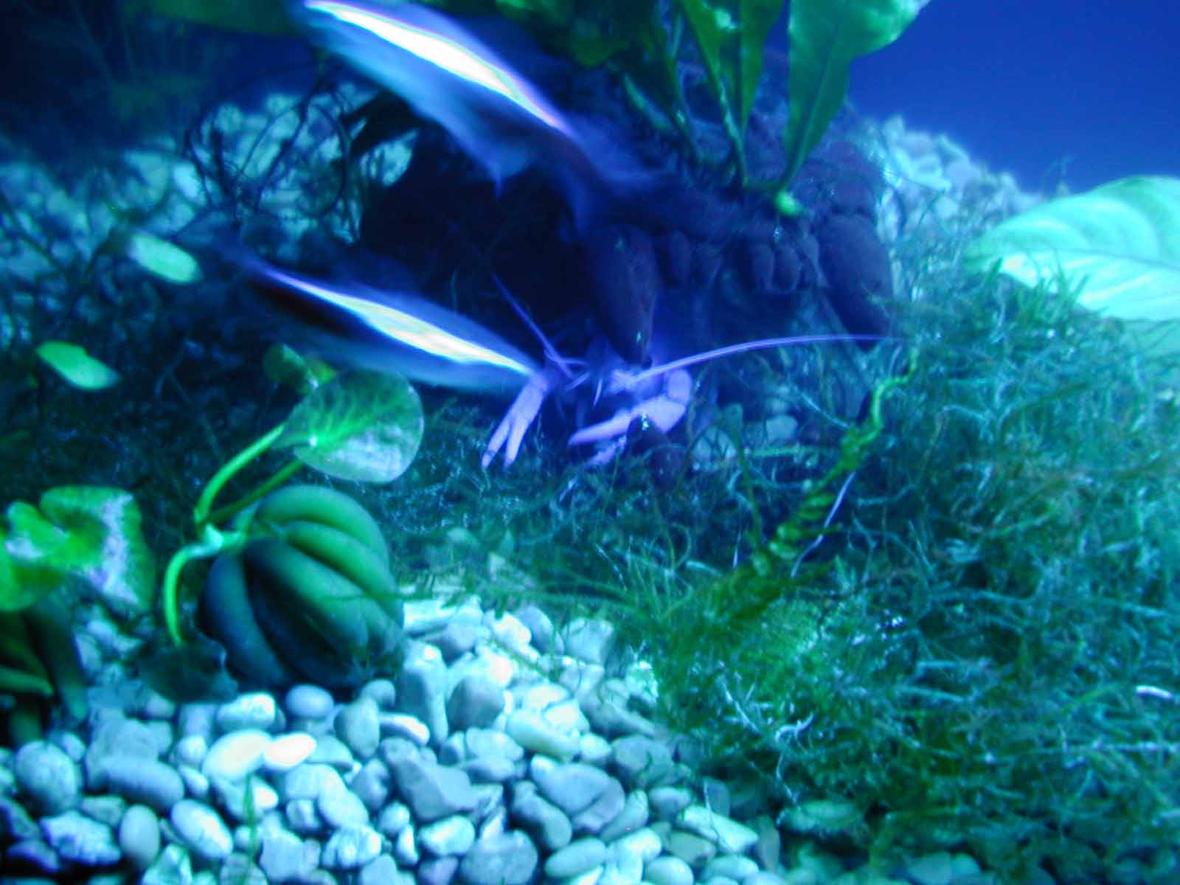 corals inverts stocking in 55 gallons tank - Check out the awesome effect the two moving neon tetras had on the pic, pretty cool.