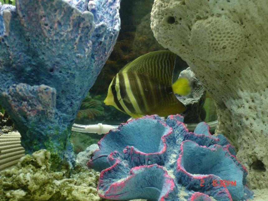 Rated #33: Saltwater Fish - Zebrasoma Veliferum - Sailfin Tang Stocking In 29 Gallons Tank - Sailfin Tang 
(Pacific)
(FAVORITE)
I named him Bumble
updating soon