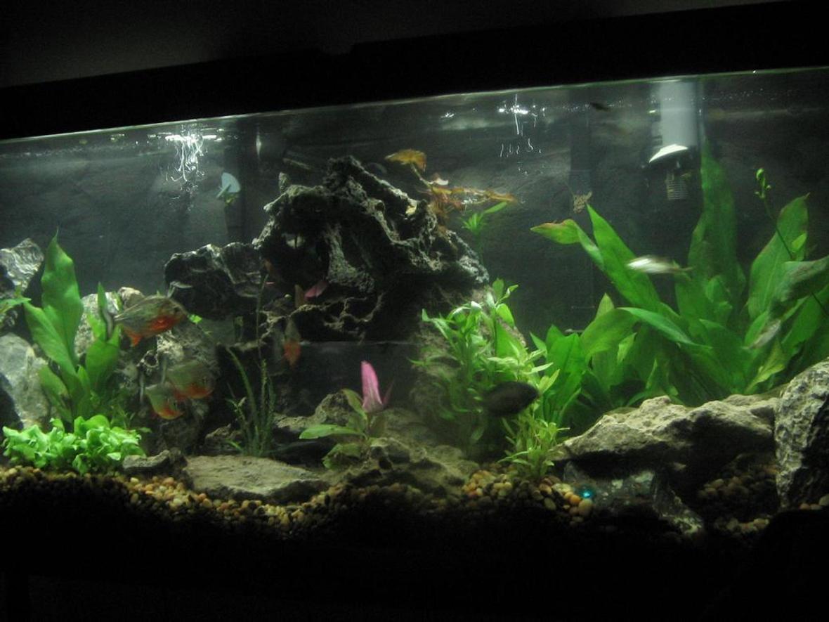 2 gallons planted tank (mostly live plants and fish) - my plantedpirhana community tank