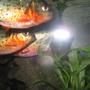 freshwater fish - pygocentrus nattereri - redbellied pirhana stocking in 2 gallons tank - hunting pirhanas