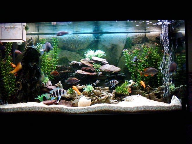 90 gallons freshwater fish tank (mostly fish and non-living decorations) - FRESHWATER2