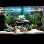 90 gallons freshwater fish tank (mostly fish and non-living decorations) - FRESHWATER2