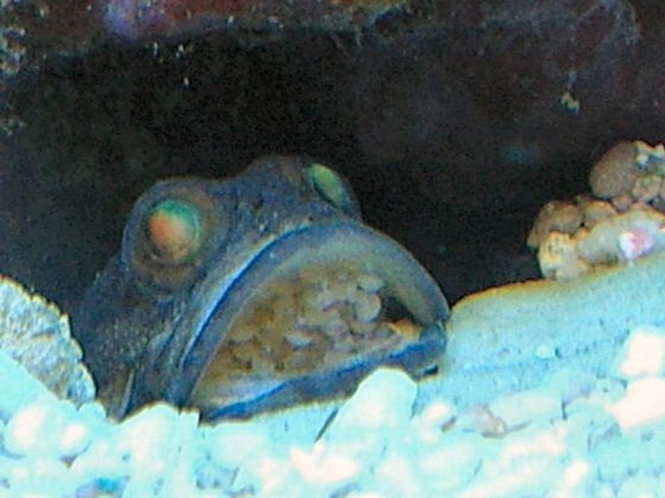 freshwater fish - neovespicula depressifrons - dusky panther goby stocking in 120 gallons tank - my dusky with eggs