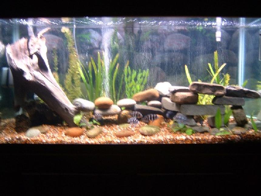 Rated #156: 90 Gallons Planted Tank - 90 gallon tank with 8  juvenile forntosas, 3 muliplicantis synodonis, and 1 euphious synodis. Almost all live plants. Ther are three plastic plants used in holding up the leaves of the live wide leaf sagatarious. I also have a veriety of diffrent anubiass. The tank has timers to turn the moon lights on and off as well as the day lighting.