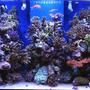 120 gallons reef tank (mostly live coral and fish) - new aquascaping tank 1 year old now