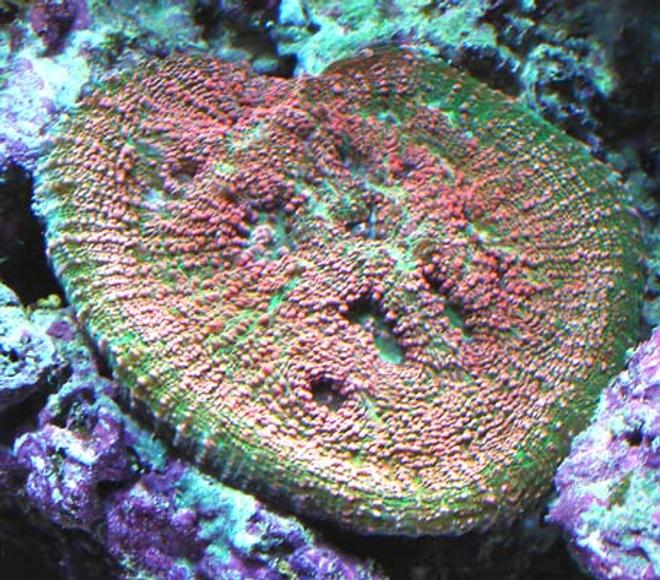 corals inverts - echinophyllia sp. - watermelon echinophyllia stocking in 120 gallons tank - Echno