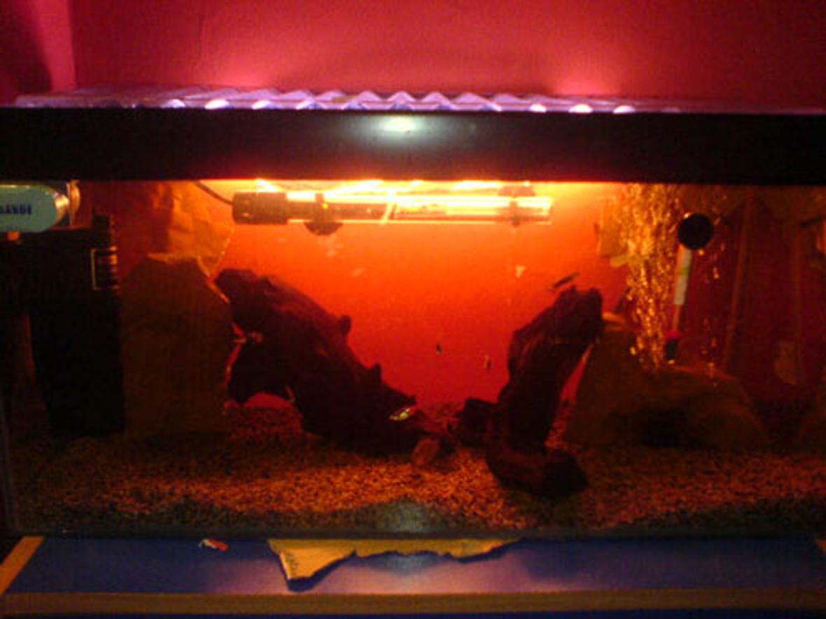 14 gallons freshwater fish tank (mostly fish and non-living decorations) - -14g tank. Containing 5 small neon tetras, 2 male guppys, 2 kulhi loaches, 2 amano shrimp, 1 bristlenose pleco, 1 dwarf gourami (female) and 1 bamboo shrimp. Decor: 2 large pieces of Bog wood, java moss, fine gravel and 2 rocks.
