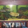 120 gallons freshwater fish tank (mostly fish and non-living decorations) - 6' 2' 2', 2ft silver arowana, 2x17" cigar barbs, 2x19" tiger shovelnoses, red tail catfish tail hangin oot left hand side.