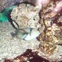 saltwater fish - rhinecanthus aculeatus - humu picasso triggerfish stocking in 90 gallons tank - triggers