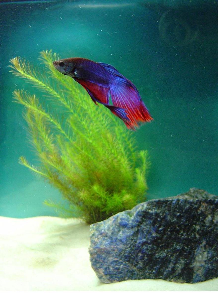 Rated #58: Freshwater Fish - Betta Splendens - Betta - Male Stocking In 10 Gallons Tank - Beta

Includes a Rotala Wallichii plant in a 5 gallon tank.