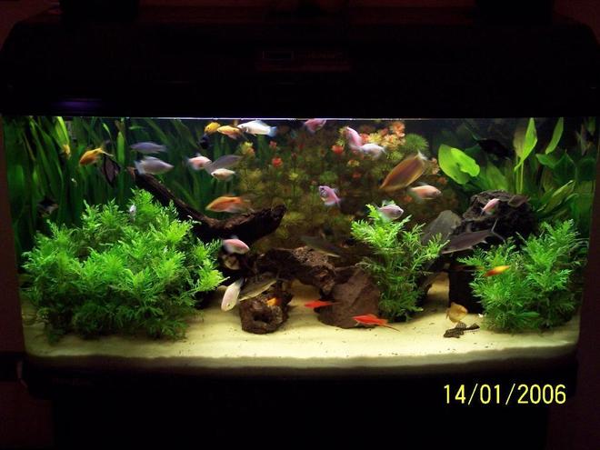 65 gallons planted tank (mostly live plants and fish)