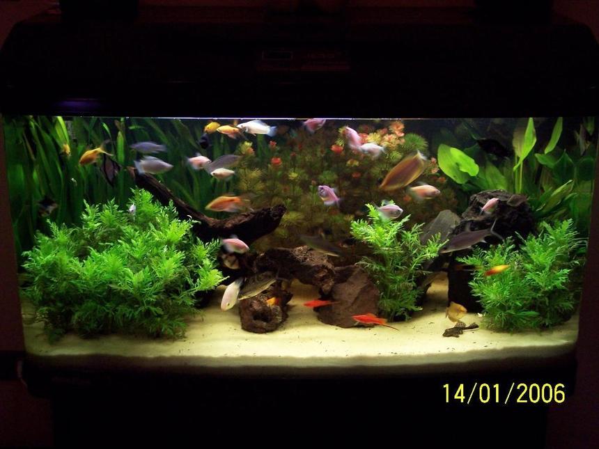 Rated #61: 65 Gallons Planted Tank