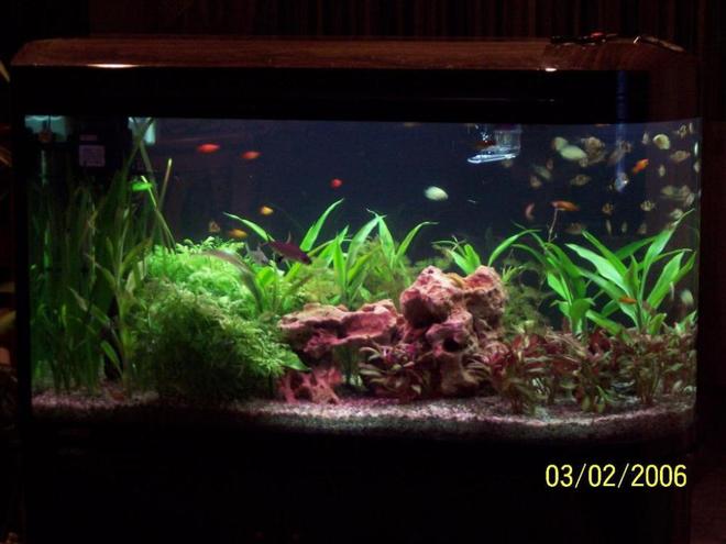 69 gallons planted tank (mostly live plants and fish) - Beginner tank