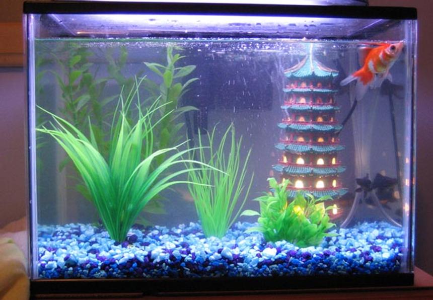 Rated #420: 15 Gallons Freshwater Fish Tank - My fishie tank