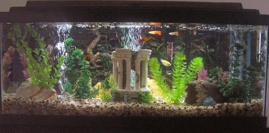 Rated #200: 20 Gallons Freshwater Fish Tank