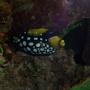 saltwater fish - balistoides conspicillum - clown triggerfish stocking in 90 gallons tank - clown