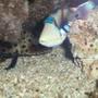 saltwater fish - rhinecanthus aculeatus - humu picasso triggerfish stocking in 90 gallons tank - huma