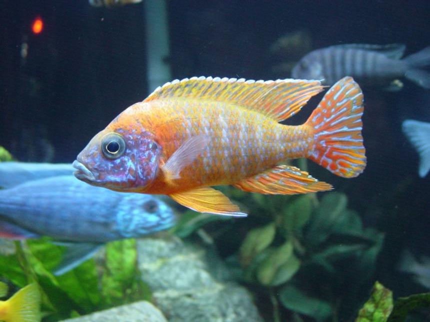 Rated #22: Freshwater Fish - Aulonocara Rubescens - Ruby Red Peacock Stocking In 90 Gallons Tank - Aulonocara Sp. German Red