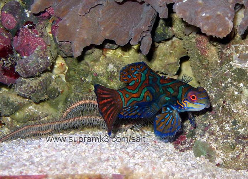 Rated #18: Saltwater Fish - Pterosynchiropus Splendidus Var. - Red Mandarin Stocking In 125 Gallons Tank - Pterosynchiropus splendidus