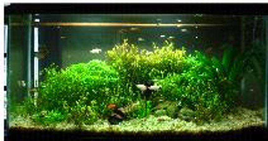 Rated #1539: 40 Gallons Planted Tank - full view