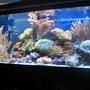 75 gallons reef tank (mostly live coral and fish) - 75 gallon reef tank