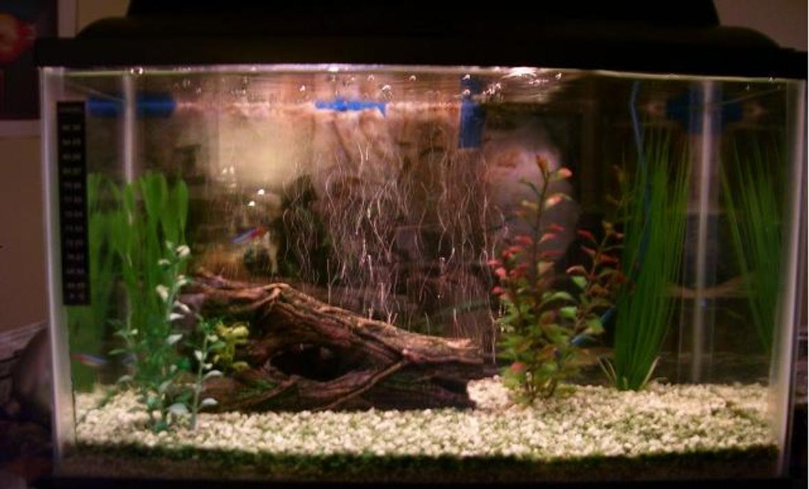 10 gallons freshwater fish tank (mostly fish and non-living decorations) - 10 gallon , 3 fish: red-tailed black shark, 2 neons.