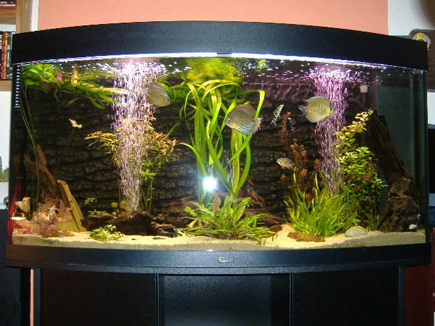 Rated #84: 59 Gallons Planted Tank - Juwel Vision 260 bow fronted tank, discus based setup.