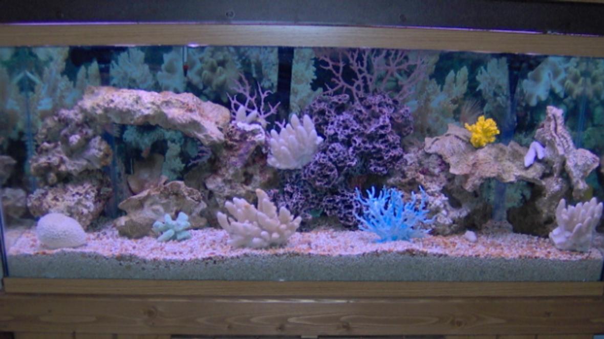 55 gallons saltwater fish tank (mostly fish, little/no live coral) - New tank, no fish yet