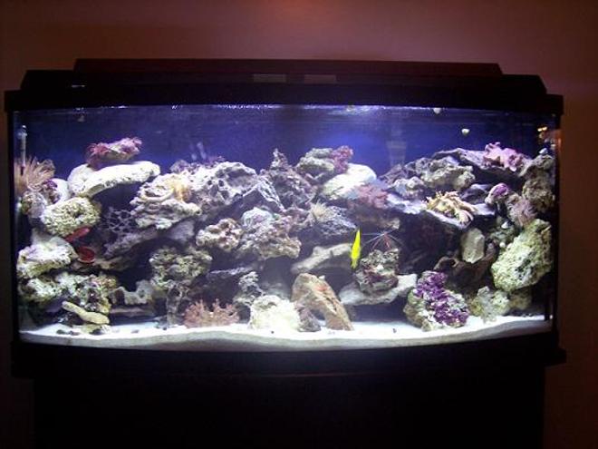 72 gallons saltwater fish tank (mostly fish, little/no live coral) - 72 Gal. bow front. There is 1 emperior 400 filter with along with a magnum 350 and a skilter 450. This tank has:  60 pounds reef sand, 75 lbs base rock, 50 lbs live rock, 2 leather corals, 3 anemones,3 feather dusters, 3 colonies of red mushrooms, 1 clam, 1 yellow tang,1 demsal, 1 maroon clown, 1 scooter blenny, 5 chromis, 1 pink cucumber,2 cleaner shrimp, 1 scallop, 1 angelfish, 1 serpent star.