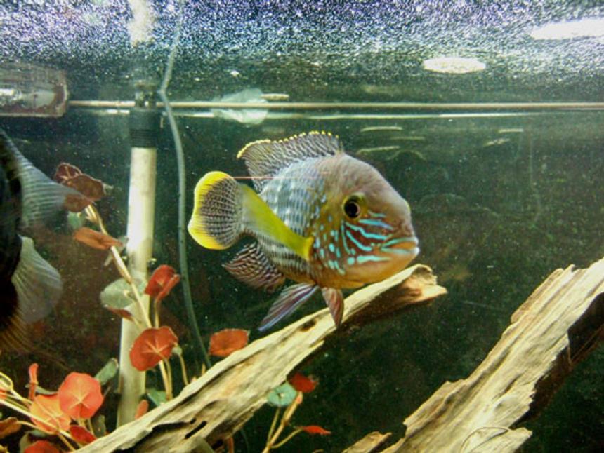 Rated #19: Freshwater Fish - Aequidens Rivulatus - Green Terror Stocking In 75 Gallons Tank - male green terror