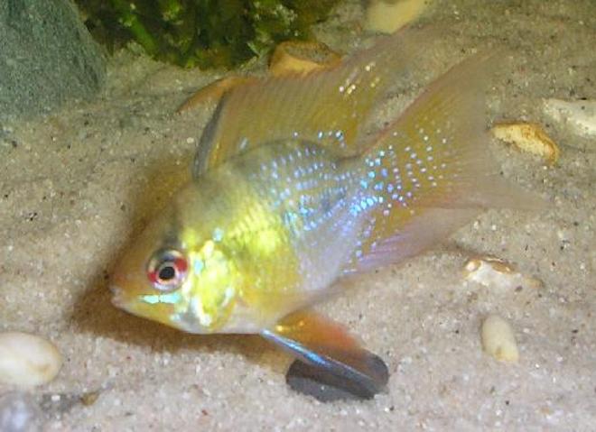 freshwater fish - papiliochromis ramirezi - gold ram stocking in 15 gallons tank - This is my new ram he is a long finned ballon ramirezi.His water his filtered through peat and i do daily 5% water changes to keep ammonia and nitrite levels in check.Saddly he has now passed on because he got caught in the filter god bless his fishy soul.RIP 14/2/06