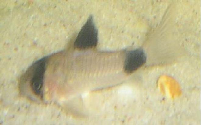freshwater fish - corydoras panda - panda cory cat stocking in 15 gallons tank - This is my panda corydora ; PANDY