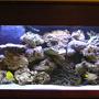 90 gallons saltwater fish tank (mostly fish, little/no live coral) - Here is the upgrade