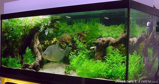 75 gallons planted tank (mostly live plants and fish) - S.rhombeus,I've got some Zebra Danios, Black Neons, Jumbo Neons, Lemon Tetras,Black Skirt Tetra ghost shrimp and a Pleco and a 10" Diamond Rhom.