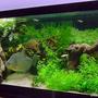 75 gallons planted tank (mostly live plants and fish) - S.rhombeus,I've got some Zebra Danios, Black Neons, Jumbo Neons, Lemon Tetras,Black Skirt Tetra ghost shrimp and a Pleco and a 10" Diamond Rhom.