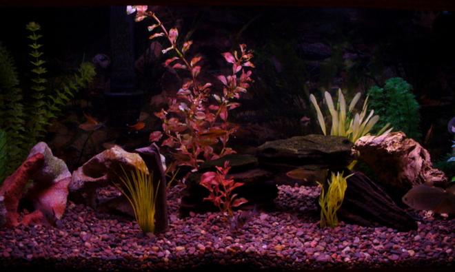30 gallons freshwater fish tank (mostly fish and non-living decorations) - My tank.  For some reason this website seems to darken the pictures.  I'll have to play around with photoshop some more.