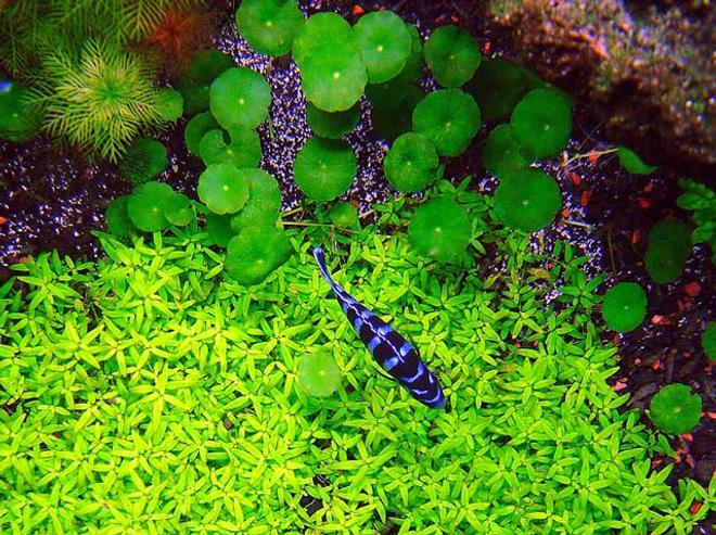 freshwater fish - pseudotropheus demasoni - demasoni cichlid stocking in 125 gallons tank - Pseudotropheus demasoni over bed of Elatine triandra