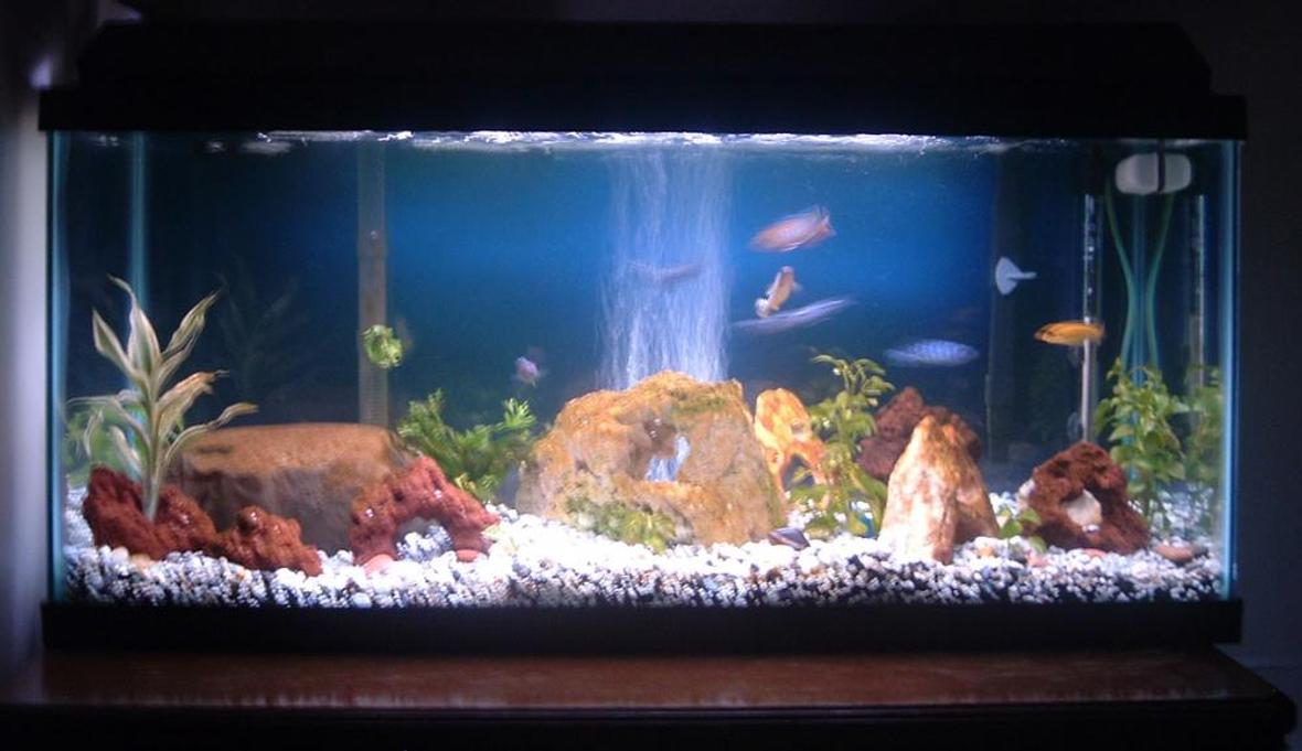 30 gallons freshwater fish tank (mostly fish and non-living decorations) - 30g Mbuna tank