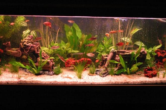 45 gallons freshwater fish tank (mostly fish and non-living decorations) - 4 mth old