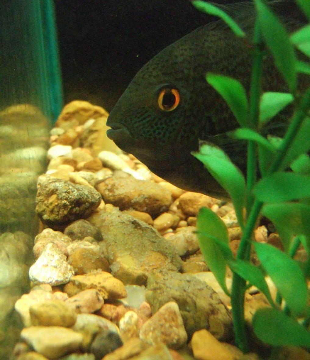 freshwater fish - heros serverus - severum stocking in 75 gallons tank - severum watching over eggs