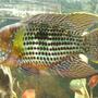 freshwater fish - aequidens rivulatus - green terror stocking in 75 gallons tank - green terror
