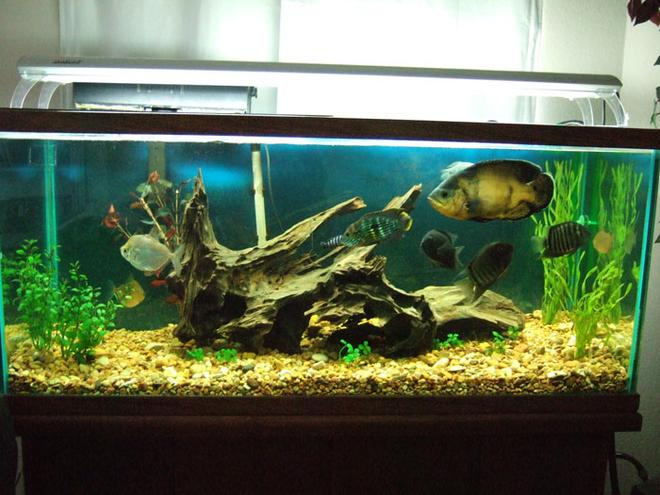 75 gallons freshwater fish tank (mostly fish and non-living decorations) - south american tank