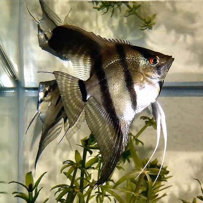 freshwater fish - pterophyllum scalare - angelfish stocking in 20 gallons tank - One of my Pterophyllum Scalare.  I love Angel Fish!