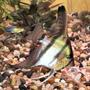 freshwater fish - pterophyllum scalare - angelfish stocking in 20 gallons tank - A nice looking Angel Fish. What do you think?
