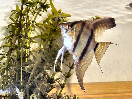 freshwater fish - pterophyllum scalare - angelfish stocking in 20 gallons tank - Yet the same fish different picture!